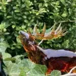 Glasfigur röhrender Hirsch im grünem Wald